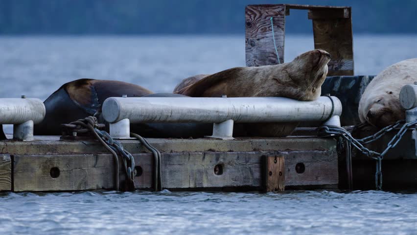 A group of sea lions rests on a dock off the coast of Vancouver Island, Canada.