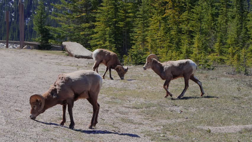 Bighorn sheep feeding on vegetation with snowy mountains and pine trees in Jasper National Park, Canada