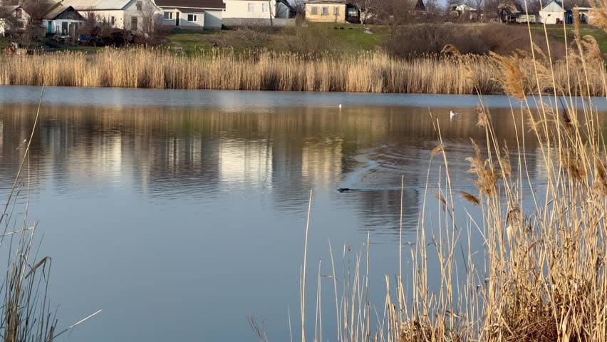Nutria or otter swimming across a calm river near a village with houses and dry reeds in the background