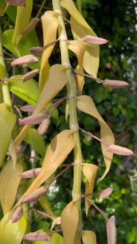 Video of orchid branch with unopened buds of Dendrobium or Coelogyne rochussenii, close-up