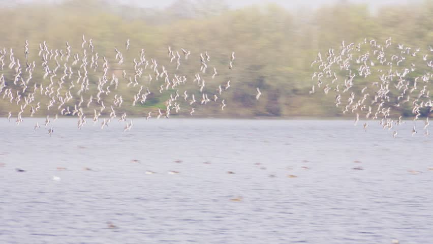A large flock of birds flying together over a lake and treeline, creating a dynamic natural pattern in the sky and showcasing collective behaviour in the wild.