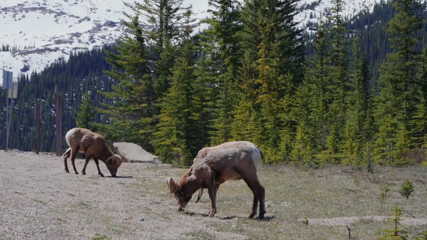 Bighorn sheep feeding on vegetation with snowy mountains and pine trees in Jasper National Park, Canada