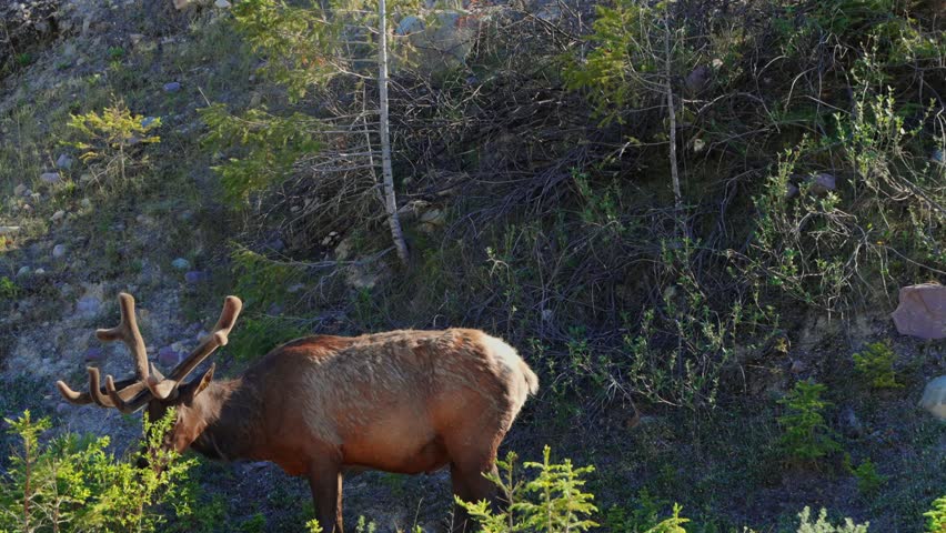 Bull elk with velvet antlers eating green foliage in a natural forest environment