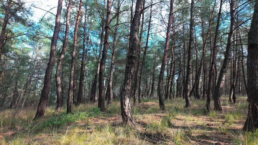 CAMERA ZOOMING OUT AMONG PINE TREES IN THE FOREST
