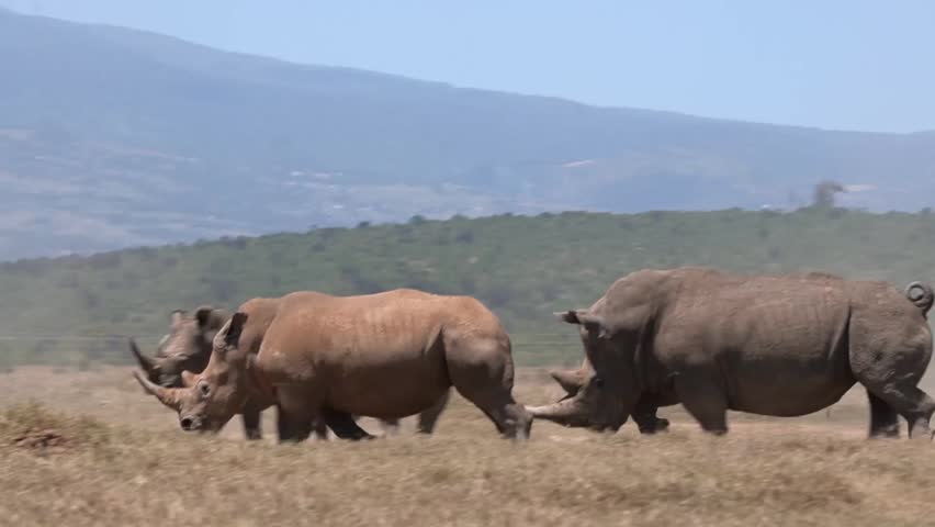 Powerful wildlife footage capturing white rhinos in a crowded sanctuary as tension escalates into a dramatic fight. The massive animals display dominance behavior, charging and confronting each other in a confined environment. Dust rises as the clash unfolds, showcasing the raw strength and aggression of these endangered giants. Perfect for documentaries, conservation content, and storytelling focused on animal behavior and wildlife management.
