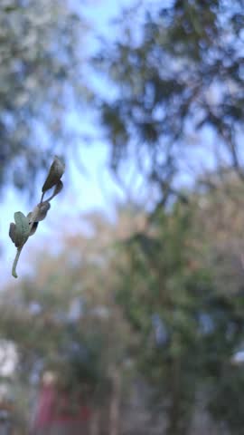 Close-up of dry seed pods suspended on a plant, sharply focused against a softly blurred background of green foliage and blue sky. The shallow depth of field highlights the delicate textures and natural aging of the pods, while the outdoor setting conveys themes of fragility, transition, and botanical detail. The composition emphasizes contrast between crisp subject and soft background, creating a serene and atmospheric nature study.