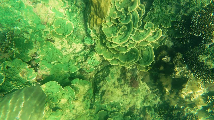 Underwater zoom in on lettuce coral in Nha Trang, Vietnam. Detailed view of coral texture and structure on tropical reef in clear water. Natural marine wildlife scene.