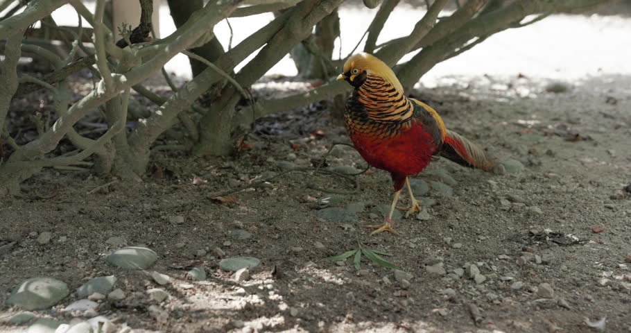 Golden Pheasant or Chrysolophus pictus in the bird park