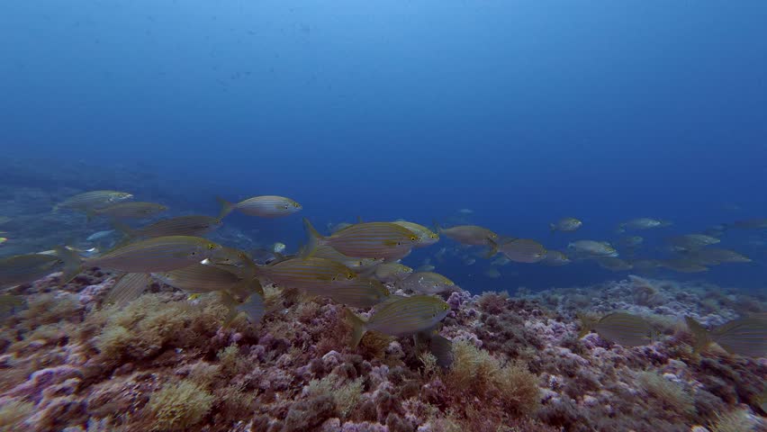 Gold banded salerma fish shoal in shallow cristal water