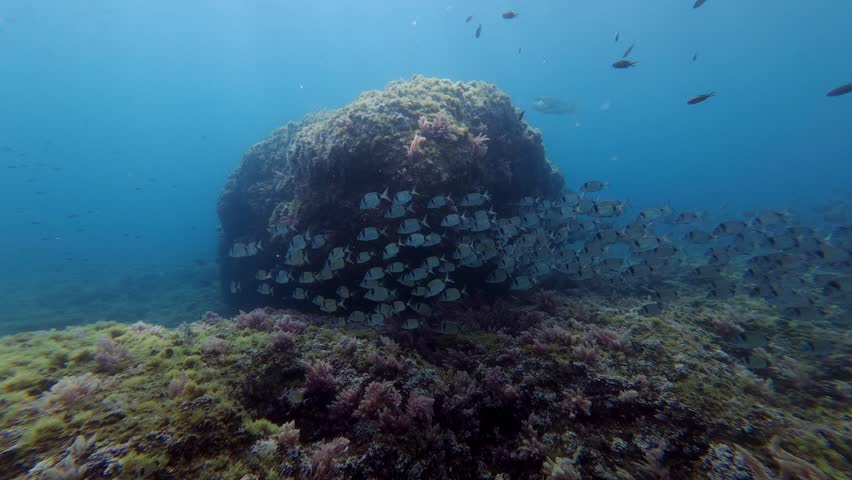 Two banded bream fish shoal in shallow cristal water