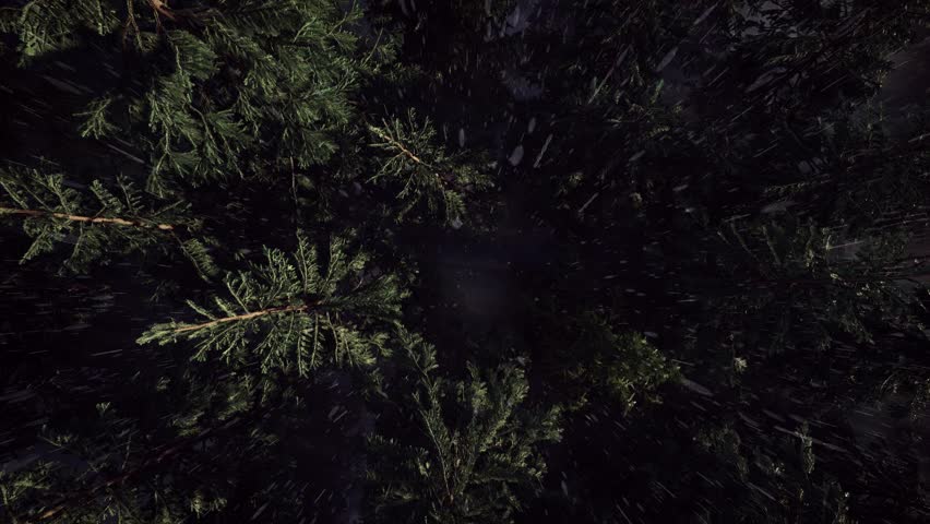 Top view of a dense pine forest at night during a storm with heavy rain and strong wind. Trees are swaying dynamically while rain streaks pass through the scene, creating a dramatic and intense atmosphere. Perfect for horror, thriller, survival, and cinematic projects.