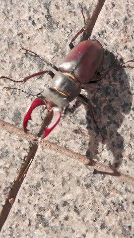 Greater Stag Beetle (Lucanus cervus) walks along granite sidewalk on bright sunny day. Close-up of Stag Beetle clumsily crawling on sidewalk. Big black beetle walking on floor on street of city
