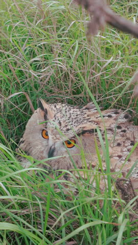 Top view of Eurasian eagle-owl (Bubo bubo) staring intensely, eyes focused on lens, perched in green grass. Eagle-owl sits in tall grass and looking at camera and blinks its eyes.