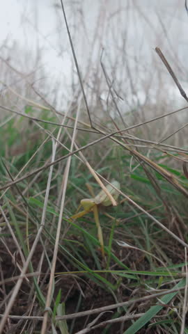 Portrait of european praying mantis in tall grass in strong wind, slow motion. Frontal view of praying mantis standing in thick, burnt grass in autumn wind.