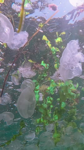Group of moon jellyfish with green algae drifts in waves below water surface in bright sun rays. Big school of translucent jellyfish floats, shimmering in sunburst. Many Saucer jelly swims in sunshine