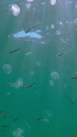 Big group Moon jellyfish floats below water surface, shoal of Silversides Atherina swims among them in sun rays. School of Sand Smelt swims in swarm of Saucer jelly is drifts below surface in sunlight