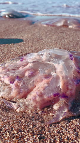 There are multiple dead medusas on seashore. Many death jellyfish`s wash ashore on sandy coastline. A lots of deceased Barrel jellies on sandy beach. Dead jelly fishes washed by surfwater on sea shore