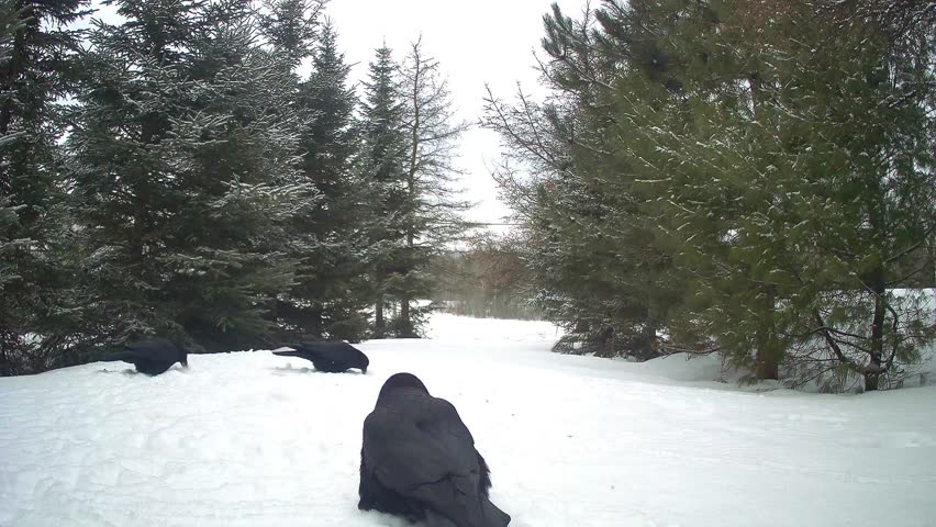 A group of American crows (Corvus brachyrhynchos) searching for food on a snow-covered floor in a dense pine forest during winter.