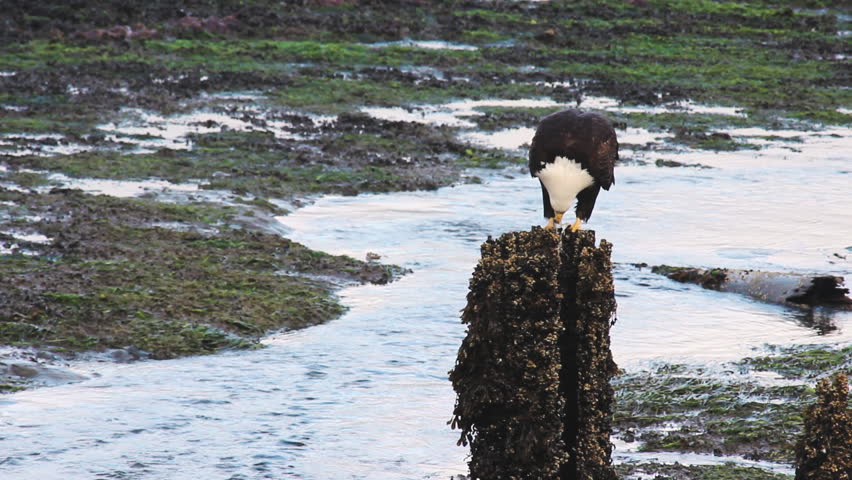 Eagle Eating Fish In Coastal, Cordova, Alaska
