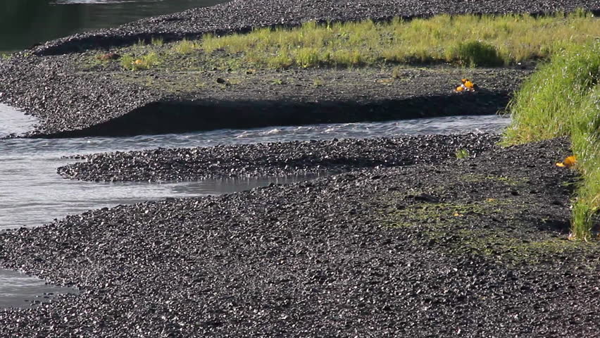 Eagle Flying And Landing In Coastal, Cordova, Alaska