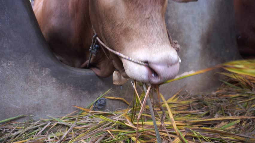 Cattle Farming in Traditional Wooden Barn with Cows Eating Grass in Rural Livestock Shelter