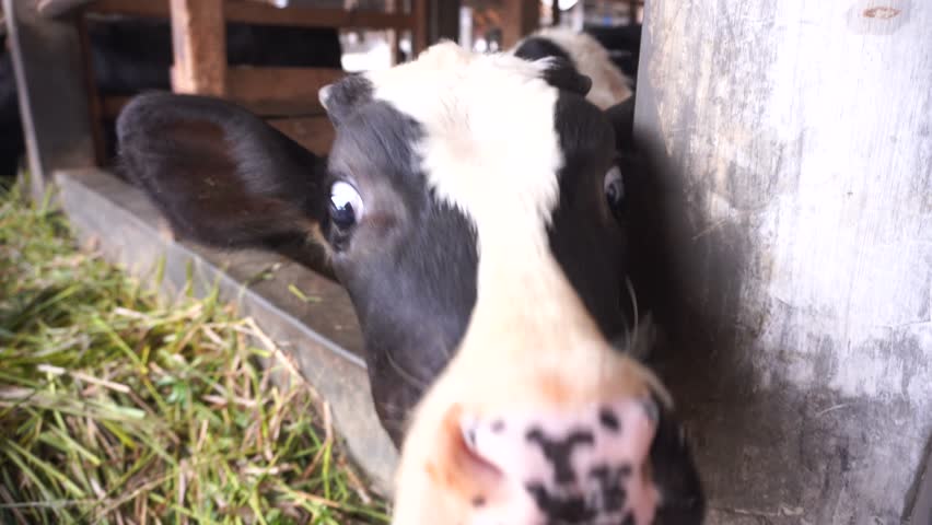 Cattle Farming in Traditional Wooden Barn with Cows Eating Grass in Rural Livestock Shelter