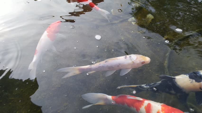 Close-up view of colorful Koi fish gracefully swimming in clear water, showcasing their vibrant patterns and serene movement.
