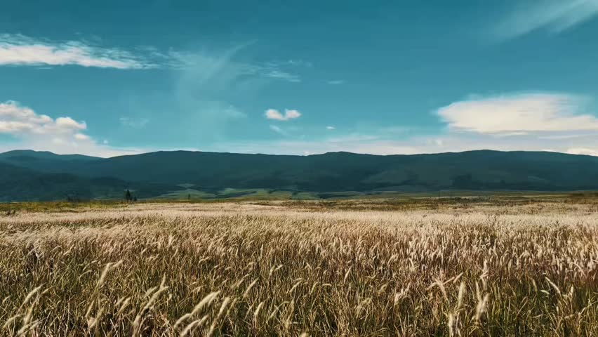 Beautiful landscape of wind blown cogon grass field with mountain background under blue sky