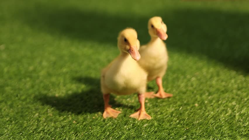 Cute ducklings on artificial grass. Baby animals