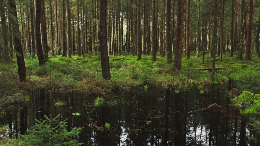 Bog and dark pine forest, beautiful swamp nature landscape, 4k