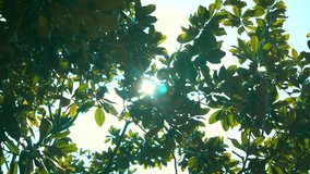 Upward Forest Canopy with Golden Sunlight Backlighting and Rays - Powered by Shutterstock - Get 15% off with code: PIKWIZARD15