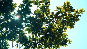 Upward Forest Canopy with Dappled Sunlight and Backlighting - Powered by Shutterstock - Get 15% off with code: PIKWIZARD15