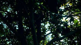 Upward Forest Canopy Bathed in Bright Backlighting and Sunlight - Powered by Shutterstock - Get 15% off with code: PIKWIZARD15
