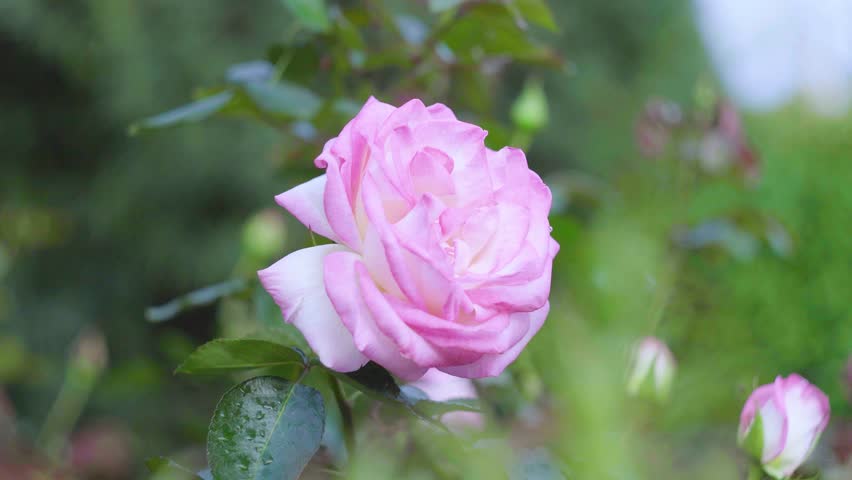 Pink Rose Flowers Fresh Dewy Spring Close-up Detail Macro