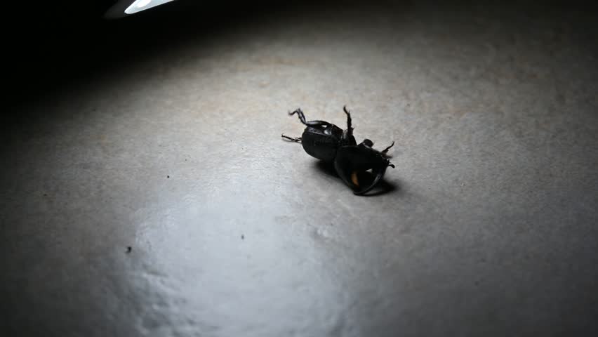 Close-up of a black rhinoceros beetle on a grey surface.