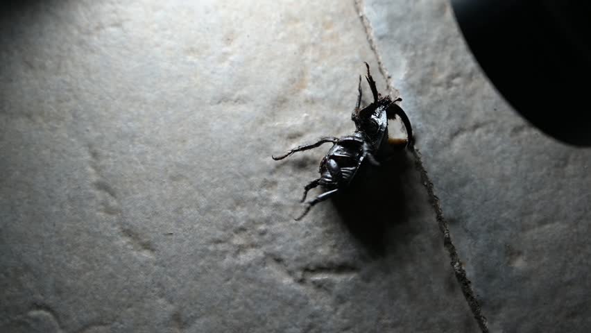 Close-up of a black rhinoceros beetle on a grey surface.