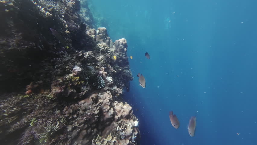 Colorful Coral reef and fish in tropical sea underwater, Snorkeling on Philippines island, 4k