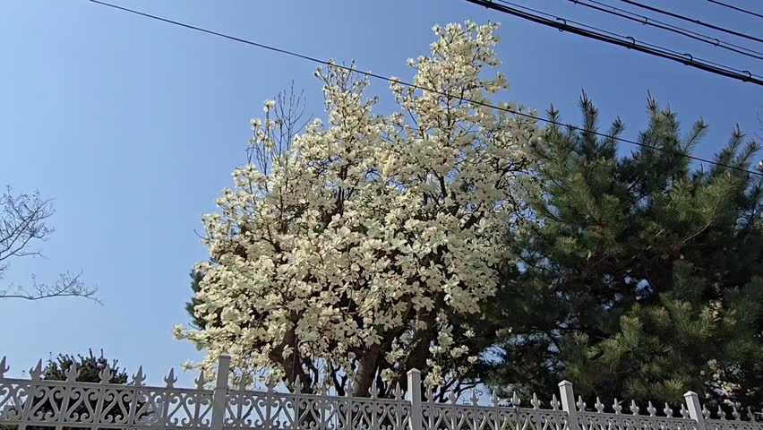 White magnolia tree in full bloom under clear blue sky, spring season, gentle branches and flowers moving in light breeze, urban outdoor scene