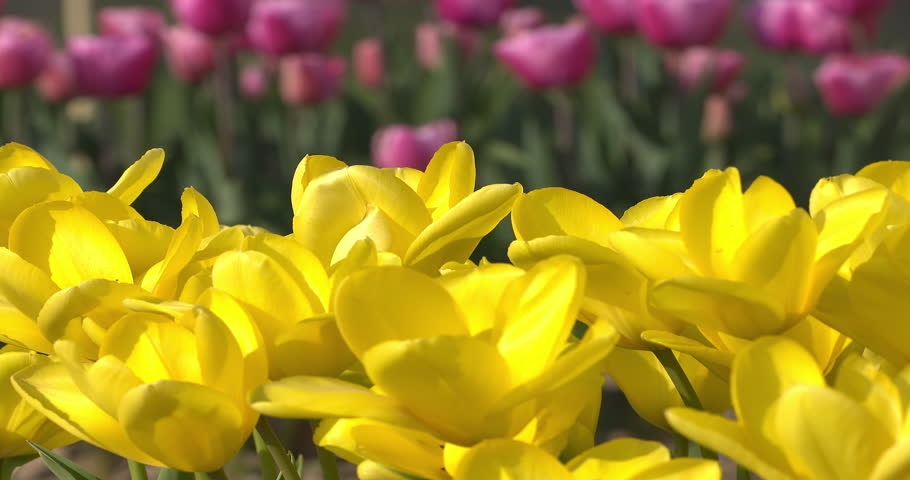 Yellow poppies in a field