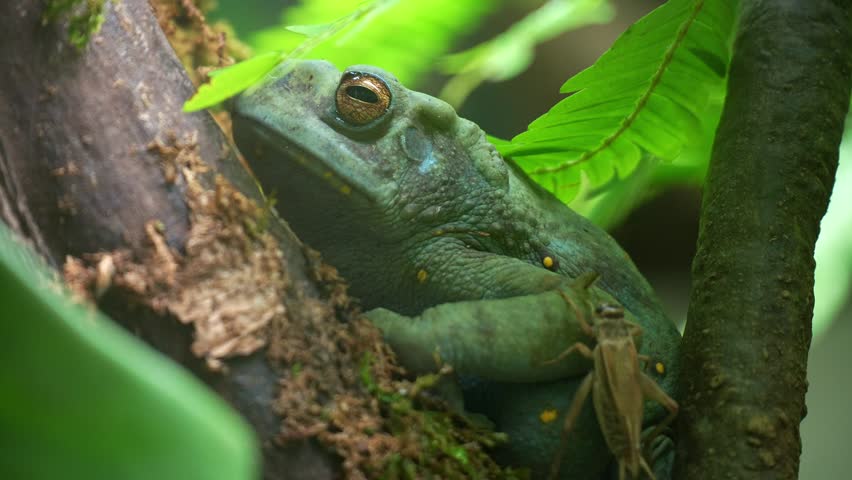 A Yellow-spotted climbing toad (Rentapia hosii) rests on a mossy branch among green leaves, with a grasshopper moving around, close up shot.