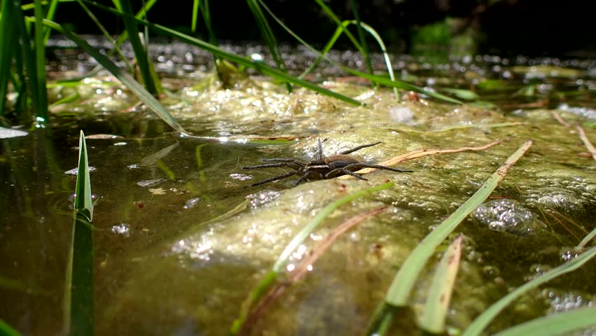 Fishing Spider on the Surface of a Pond, Low Macro View. Six-spotted fishing spider (Dolomedes triton) lying in wait for unsuspecting prey at the edge of a wetland.