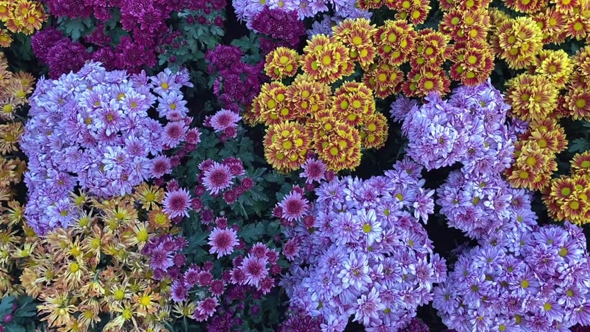 Video of colorful chrysanthemum flowers blooming in dense garden arrangement in autumn