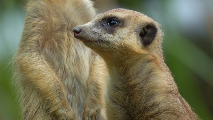 A Meerkat (Suricata suricatta) stands on a high point, keeping watch and guarding the perimeter, close up shot.