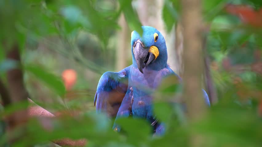 Peek through the green foliage, a Hyacinth macaw (Anodorhynchus hyacinthinus) rests on a tree branch, stretching and drying its wings, close up shot.