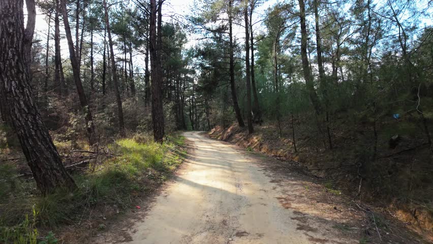strolling among the pine trees in the forest 4k  10bit