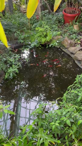 Colorful koi fish in artificial pond, zoom in video, close up aquatic scene