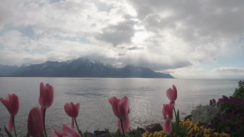 Sunlight breaking through dramatic clouds over Lake Geneva with snow-capped Alpine mountains in the background and pink tulips in the foreground. Scenic spring landscape in Montreux, Switzerland, with calm water reflections and soft natural light.