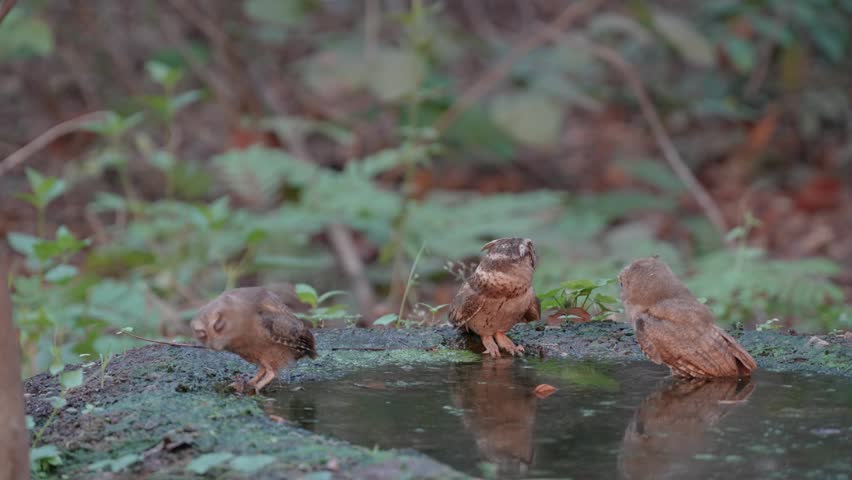 Collared scops owl (Otus lettia) Bathing in natural water sources during the dry season.