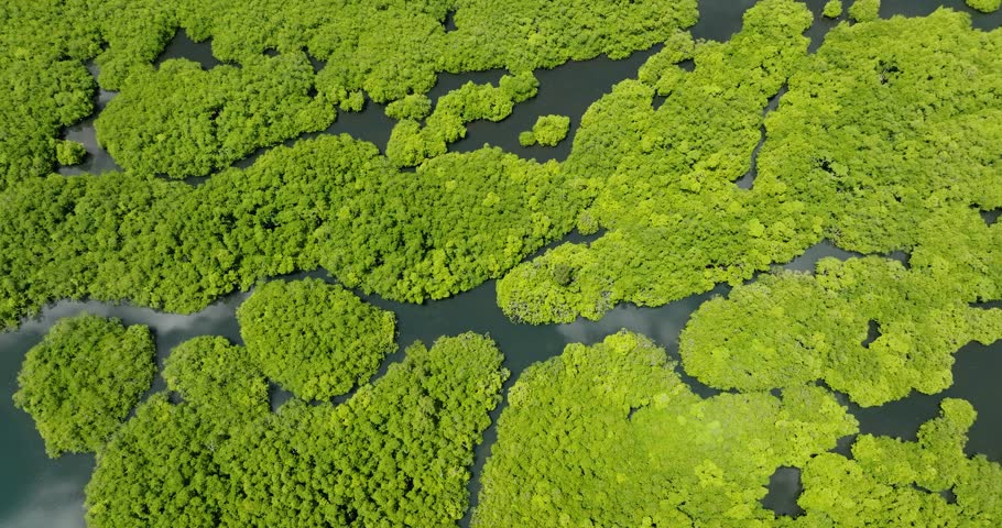 Dense mangrove forest canopy divided by a dark blue reflective river. Siargao, Philippines.