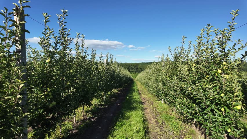 Young apple orchard. Organic gardening.